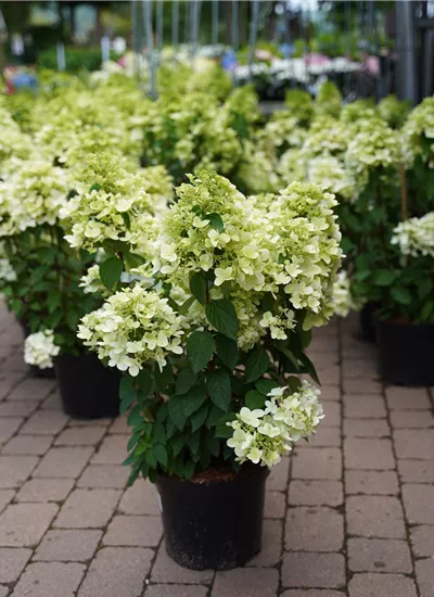 Rispenhortensie 'Diamant Rouge' Rispenhortensie 'Diamant Rouge'