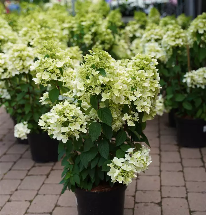 Hydrangea paniculata 'Diamant Rouge'