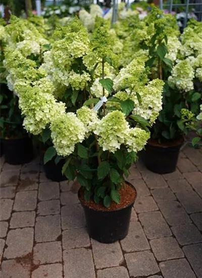 Rispenhortensie 'Magical Moonlight'  Rispenhortensie 'Magical Moonlight'