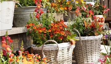 Zum Vergrößern klicken Bildvorschau