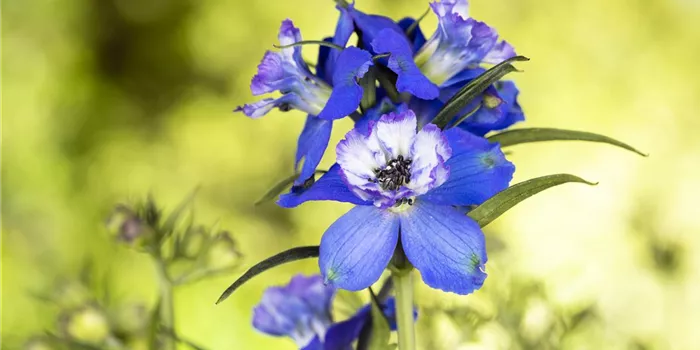 Blumenbeete in Blau und Violett