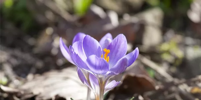 Pflege des Blumenbeets – vom Gießen, Düngen und Schneiden
