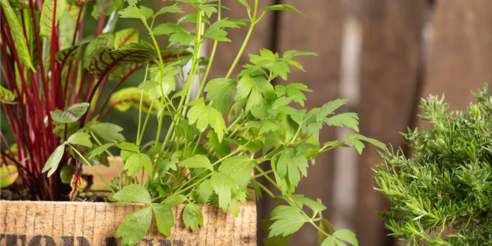 Mit Urban Gardening vom Balkon zur Kräuter-Oase