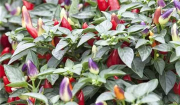 Zum Vergrößern klicken Bildvorschau