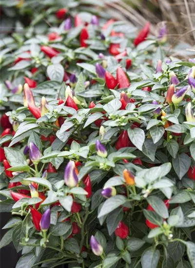 Zierpaprika