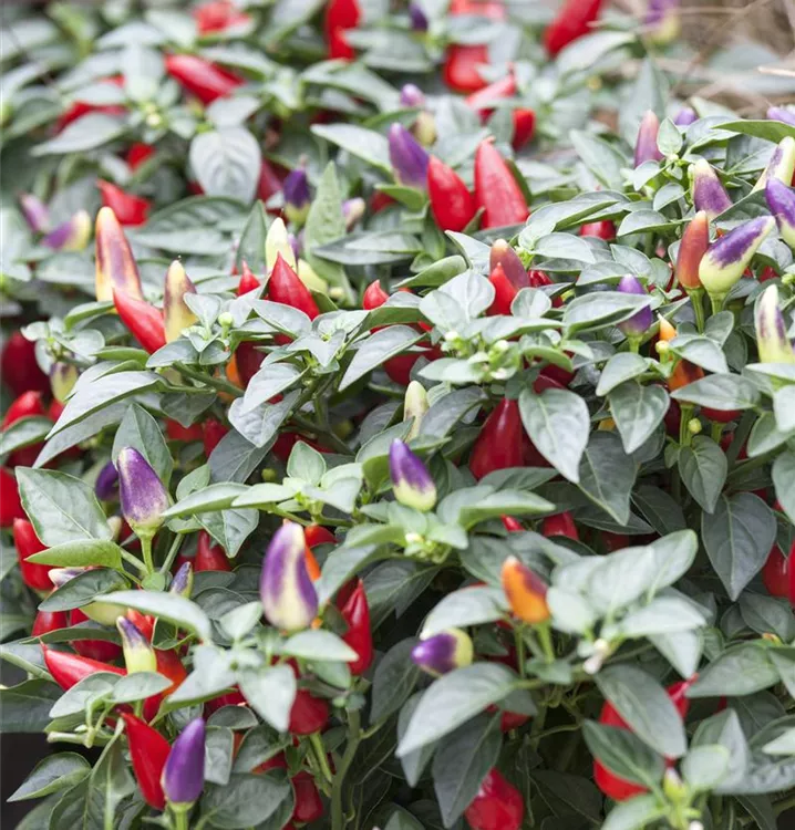 Capsicum annuum Capsicum annuum