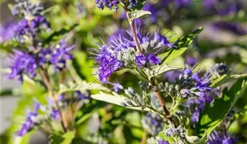 Zum Vergrößern klicken Bildvorschau