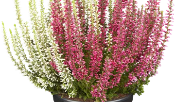 Zum Vergrößern klicken Bildvorschau