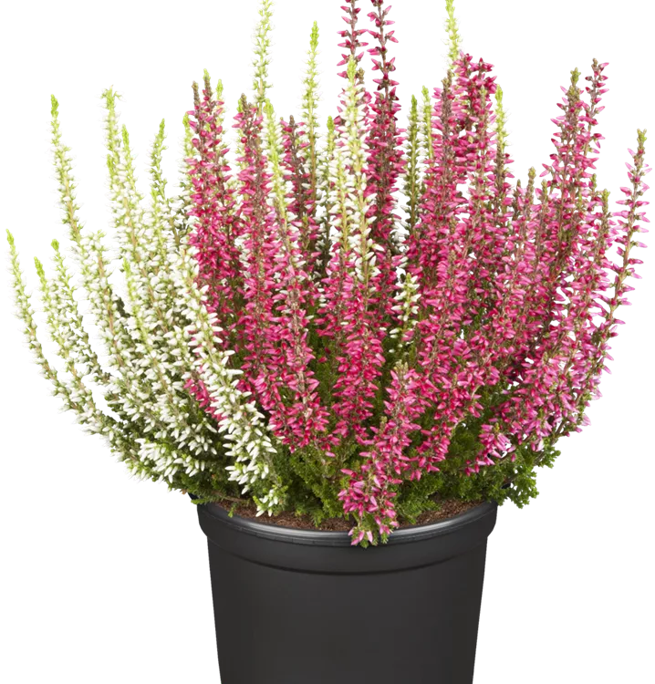 Calluna vulgaris Duo Calluna vulgaris Duo
