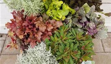 Zum Vergrößern klicken Bildvorschau