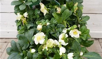 Zum Vergrößern klicken Bildvorschau