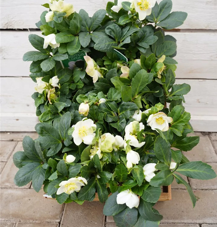 Helleborus niger Helleborus niger