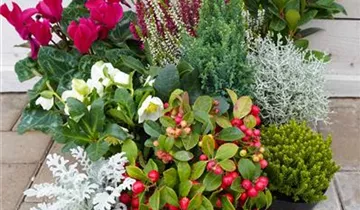 Zum Vergrößern klicken Bildvorschau