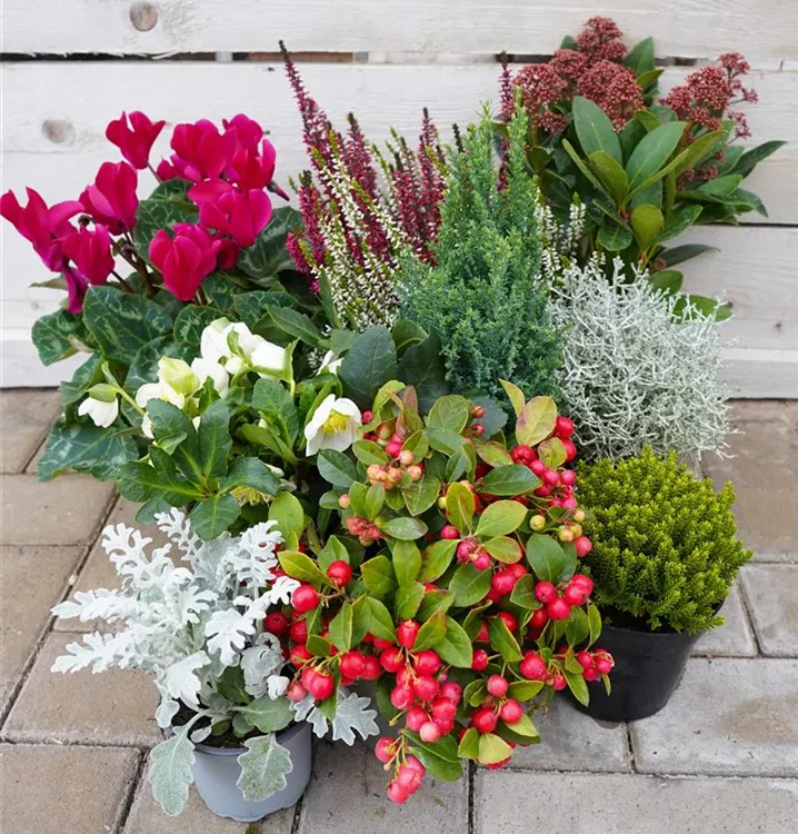 Riesige Auswahl Riesige Auswahl