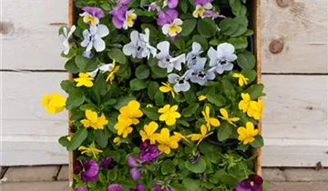 Zum Vergrößern klicken Bildvorschau