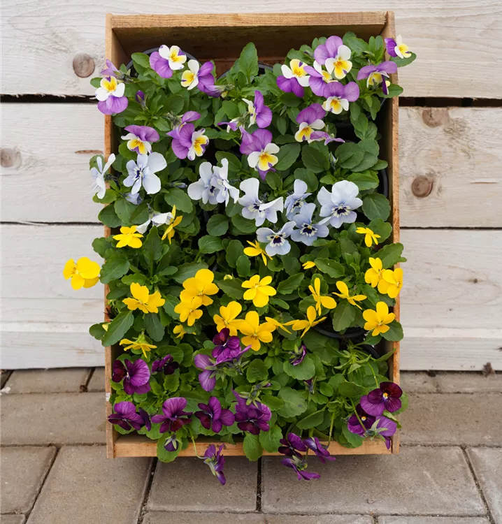 In großer Auswahl aus der Region In großer Auswahl aus der Region