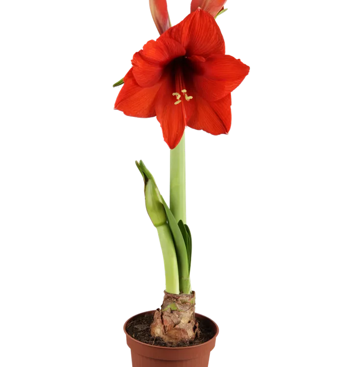 Ritterstern Ritterstern