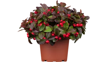 Zum Vergrößern klicken Bildvorschau