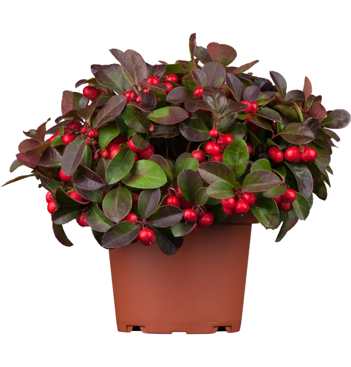 Gaultheria procumbens Gaultheria procumbens