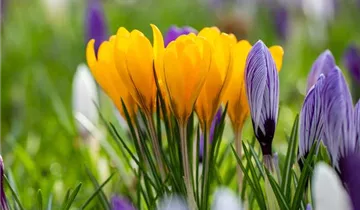 Zum Vergrößern klicken Bildvorschau