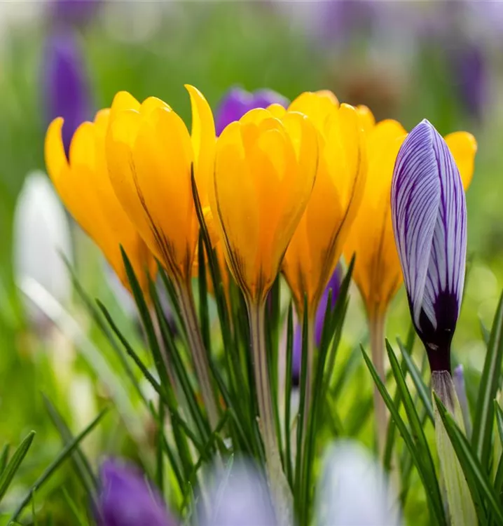 Crocus vernus Crocus vernus