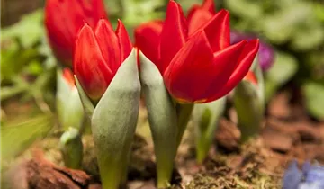 Zum Vergrößern klicken Bildvorschau