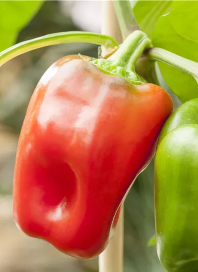 Paprikapflanzen
