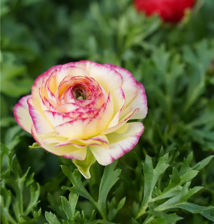 Ranunculus asiaticus