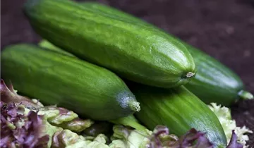 Zum Vergrößern klicken Bildvorschau