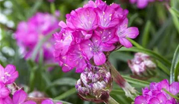 Zum Vergrößern klicken Bildvorschau