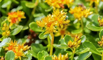 Zum Vergrößern klicken Bildvorschau