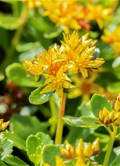 Sedum Sedum