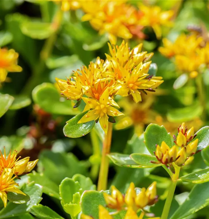 große Sortenauswahl große Sortenauswahl