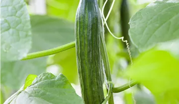 Zum Vergrößern klicken Bildvorschau