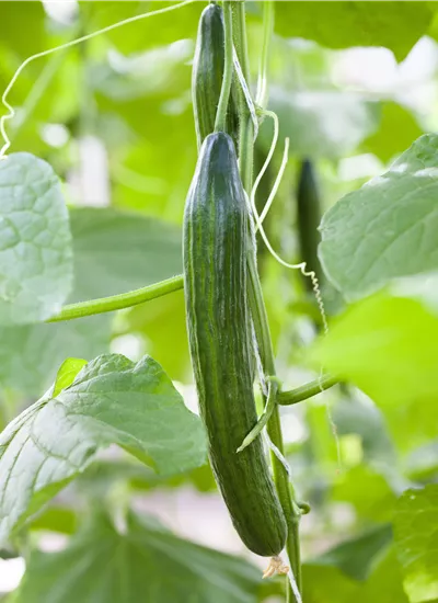 Gurkenpflanzen