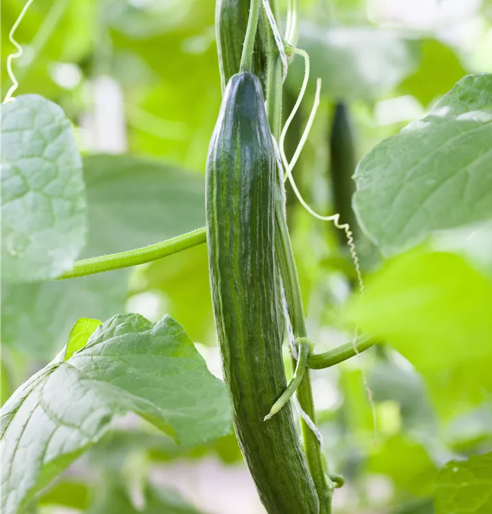 im 9 cm Topf im 9 cm Topf