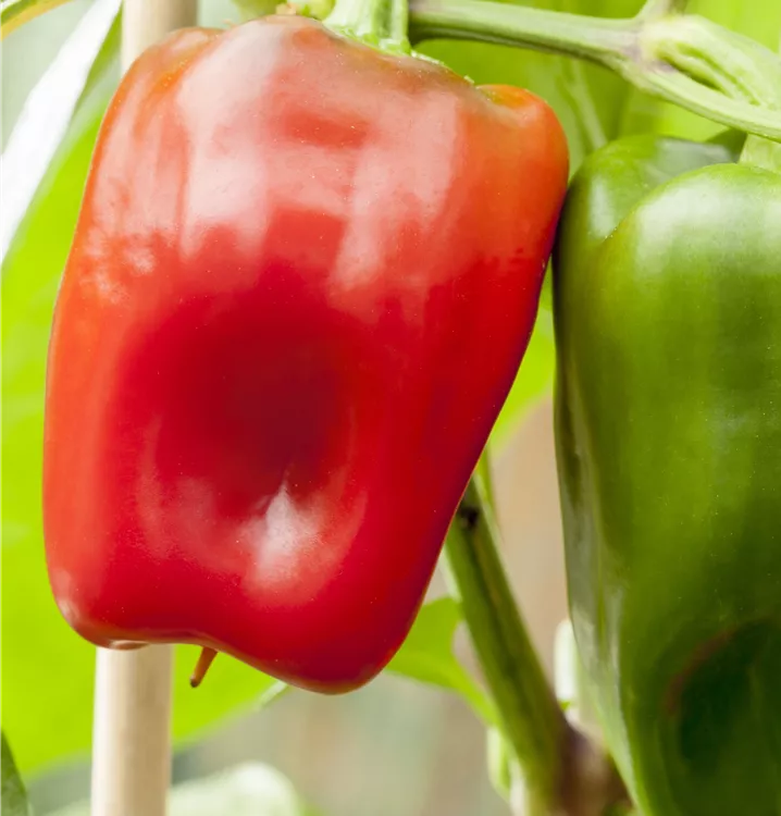 im 9 cm Topf im 9 cm Topf