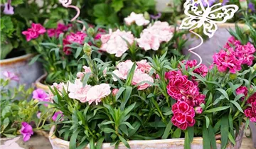 Zum Vergrößern klicken Bildvorschau