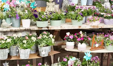 Zum Vergrößern klicken Bildvorschau