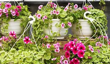 Zum Vergrößern klicken Bildvorschau