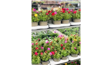 Zum Vergrößern klicken Bildvorschau