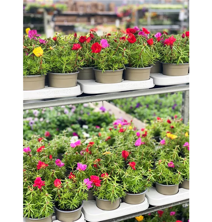 Portulaca grandiflora Portulaca grandiflora