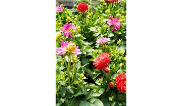 Zum Vergrößern klicken Bildvorschau