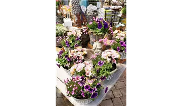 Zum Vergrößern klicken Bildvorschau