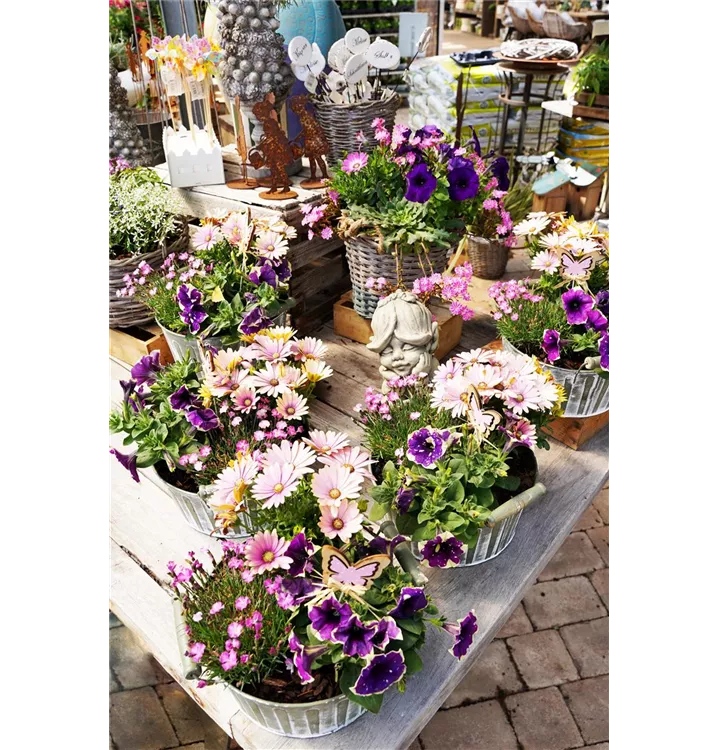 mit Sommerblühern bepflanzt mit Sommerblühern bepflanzt