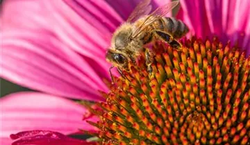 Zum Vergrößern klicken Bildvorschau