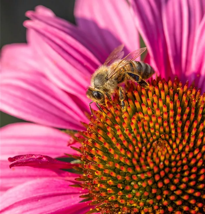 Nahrungsspendende Blütenpflanzen Nahrungsspendende Blütenpflanzen