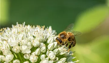 Zum Vergrößern klicken Bildvorschau