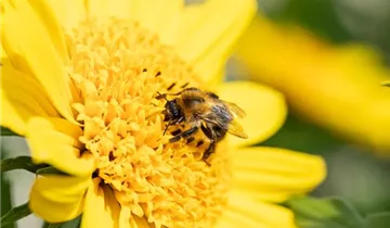 Zum Vergrößern klicken Bildvorschau