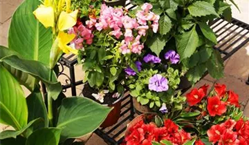 Zum Vergrößern klicken Bildvorschau